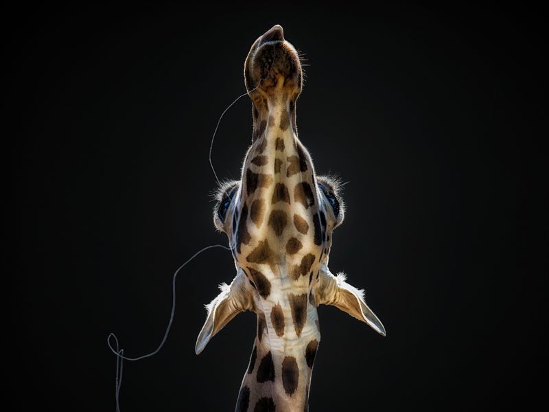 Drool escapes from the corner of a giraffe's mouth at the Madrid Zoo.